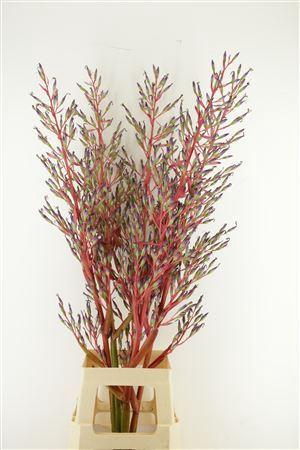 <h4>Bromelia Xl Super</h4>