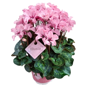 Cyclamen pers. KLBL Illusia