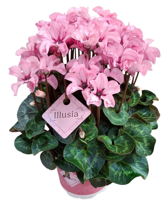 <h4>Cyclamen pers. KLBL Illusia</h4>