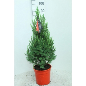 Picea glauca 'Conica'