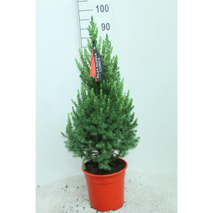 <h4>Picea glauca 'Conica'</h4>