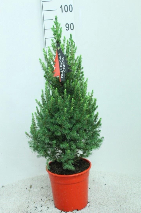 <h4>Picea glauca 'Conica'</h4>