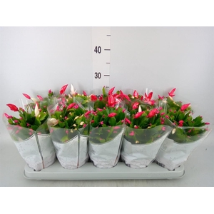 Schlumbergera  'Flame Duo' .mix pot