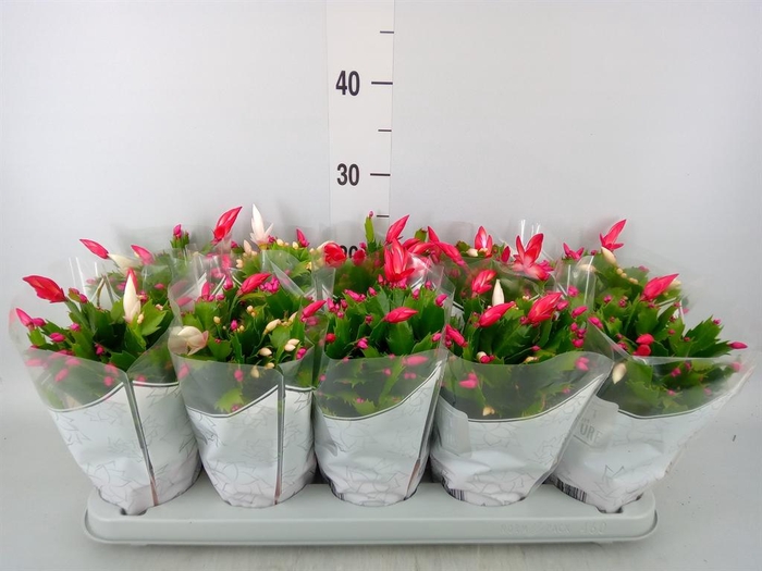 <h4>Schlumbergera 'Flame Duo' .mix pot</h4>