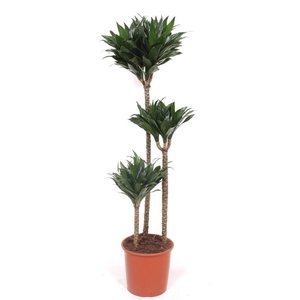 Dracaena Compacta 90-60-30