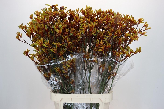 <h4>ANIGOZ GOLD FEVER</h4>