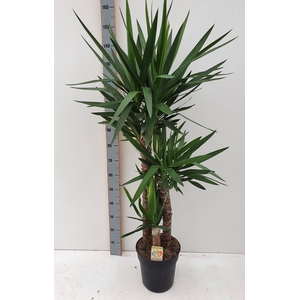Yucca 27Ø 150cm 3Head