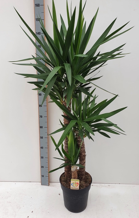 Yucca 27Ø 150cm 3Head