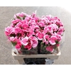 Dianthus Sp 