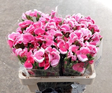 Dianthus Sp 