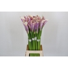 Zantedeschia Eydolls Purple White