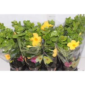 DIPLADENIA GOLDEN P14 PREMIUM