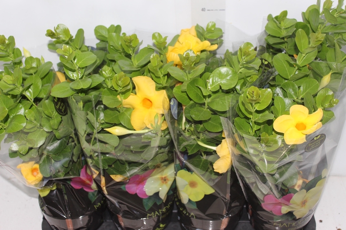 <h4>DIPLADENIA GOLDEN P14 PREMIUM</h4>