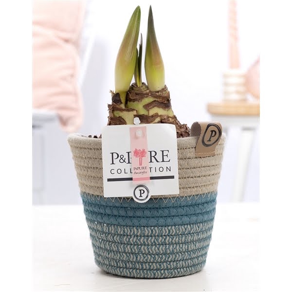 <h4>Hippeastrum pink in P&PURE Fashionpot Valerie</h4>