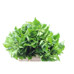 Hedera Pak Nl Xxl