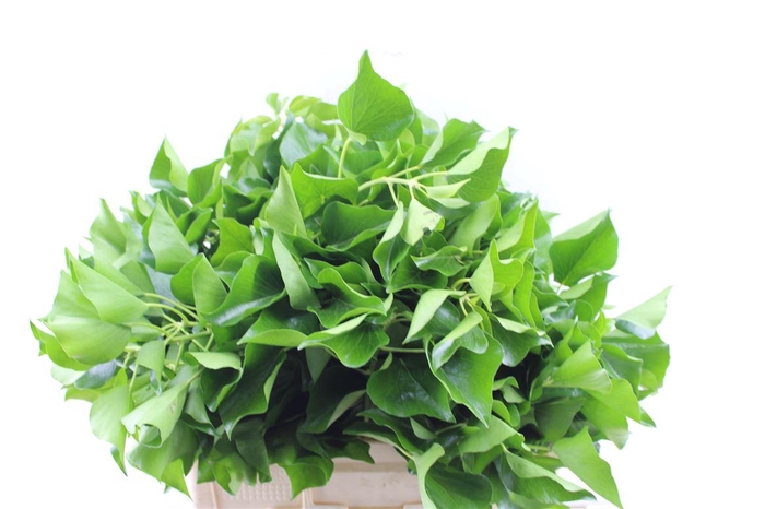 <h4>Hedera Pak Nl Xxl</h4>