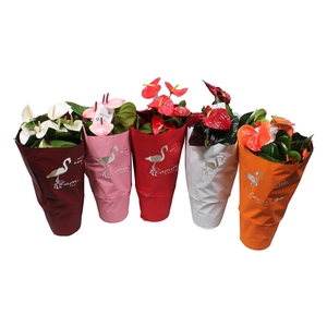 Anthurium Flamingo Mix 21cm