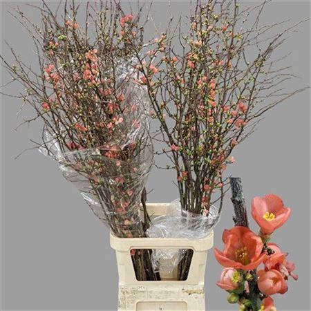 <h4>Chaenomeles Superba</h4>