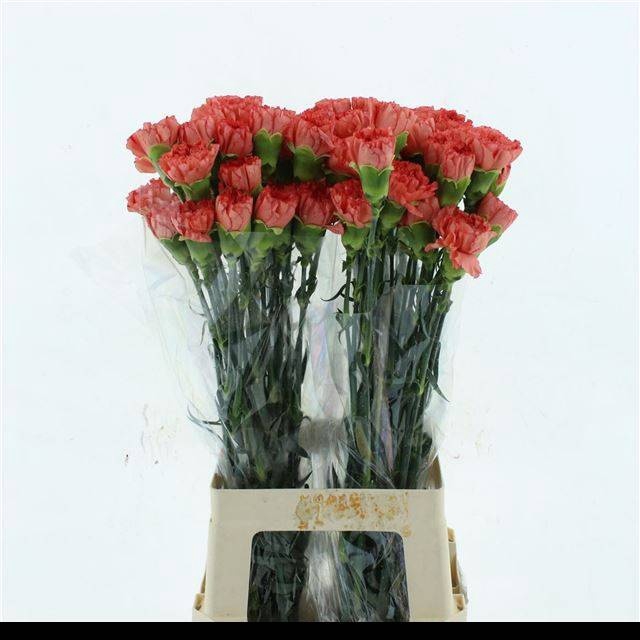 <h4>DI ST HERMES ORANGE</h4>