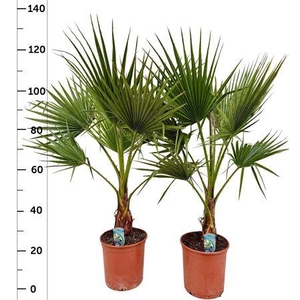 Washingtonia Filifer