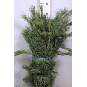 Pinus Strobus Bs