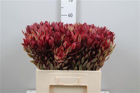 <h4>Leucad Jester</h4>