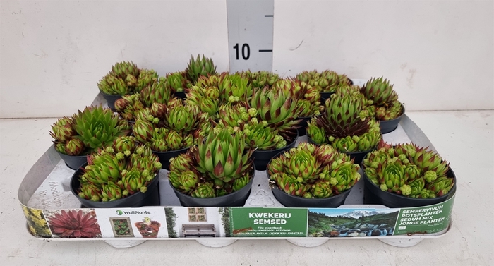 <h4>Sempervivum   ...</h4>