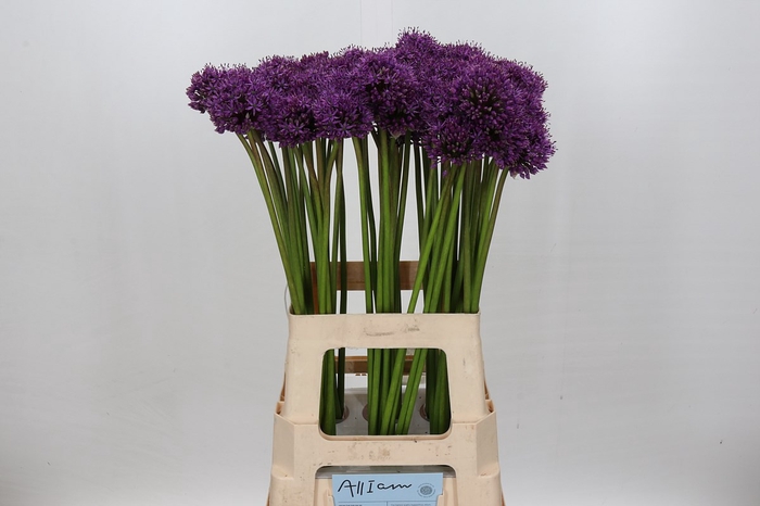 <h4>Allium Gladiator</h4>