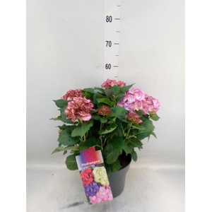 Hydrangea mac. 'MyBeau Ave'