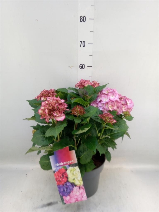 <h4>Hydrangea mac. 'MyBeau Ave'</h4>