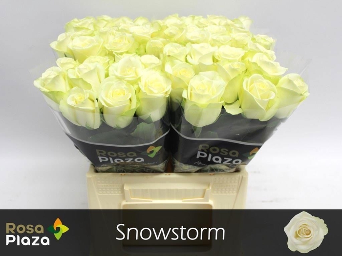 <h4>Rosa large snowstorm+</h4>