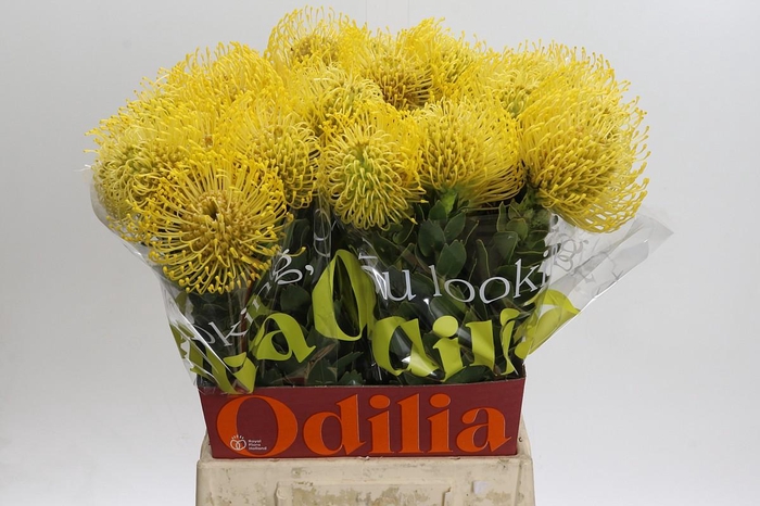 <h4>Nutans High Gold</h4>