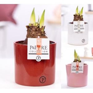 Hippeastrum mix in P&PURE Essential ceramics ass.3