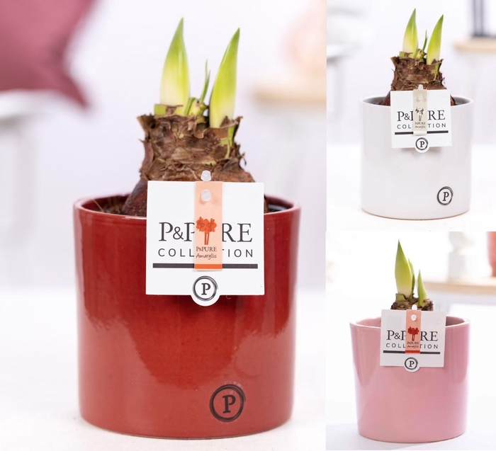 <h4>Hippeastrum mix in P&PURE Essential ceramics ass.3</h4>