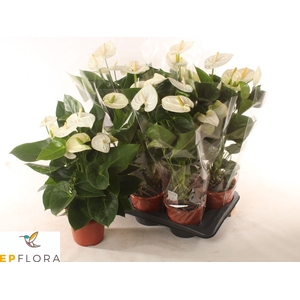 ANTHU A ARISA WHITE