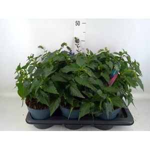 Salvia  'Salgoon Lake Flamingo'