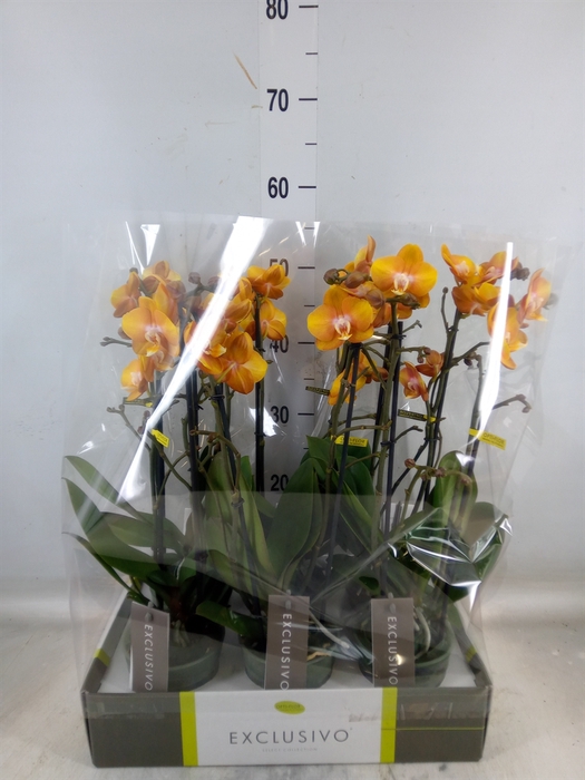 <h4>Phalaenopsis multi. 'Ant Las Vegas'</h4>