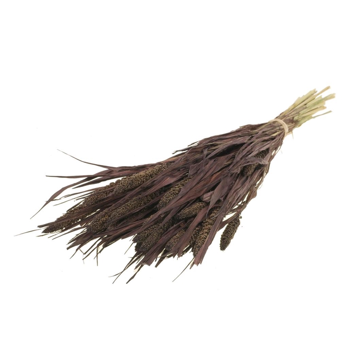 <h4>Setarea Italica Deep Brown</h4>