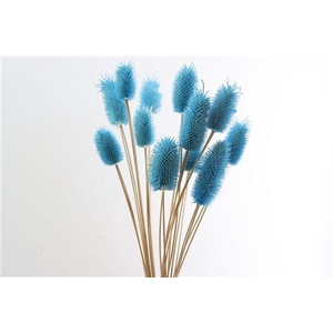 Dried Cardi Mini 12pcs L Blue Bunch