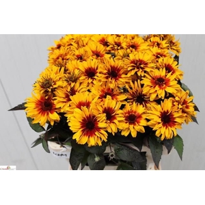 HELIOP YELLOW SPIDER