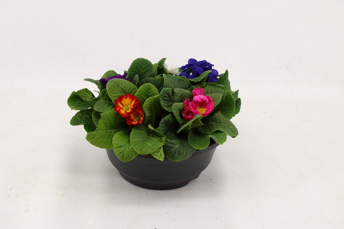 <h4>Primula Acaulis in Plastic Antraciet Schaal Carnaval</h4>