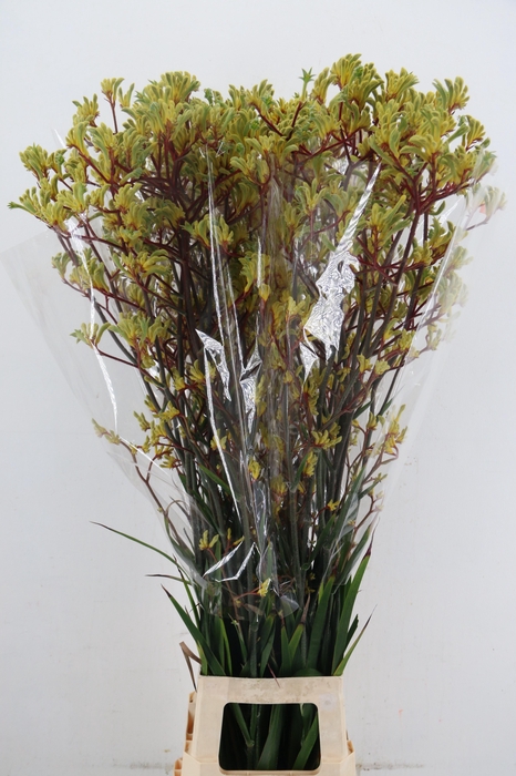 <h4>ANIGOZ EMMA YELLOW 120CM</h4>