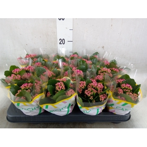 Kalanchoe blos. 'Garbo lilac'
