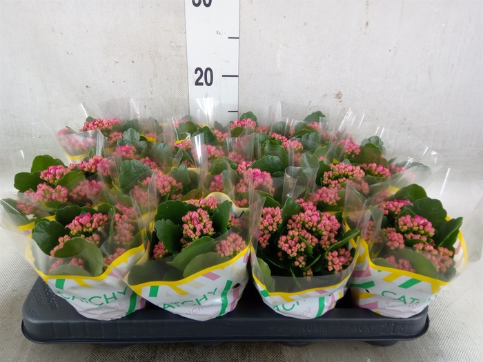 <h4>Kalanchoe blos. 'Garbo lilac'</h4>