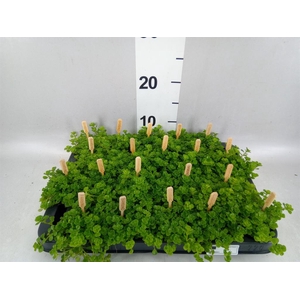 Pilea depressa