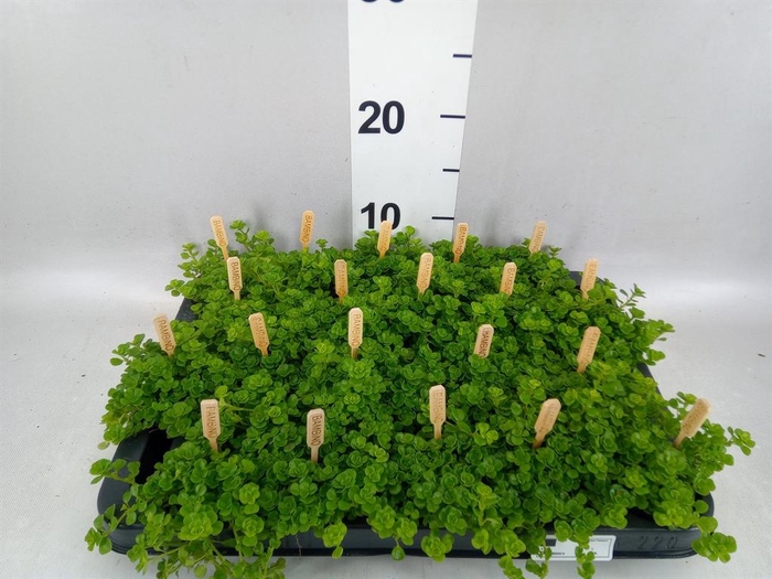 <h4>Pilea depressa</h4>