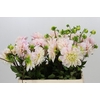 Dahlia Sweet Nathalie