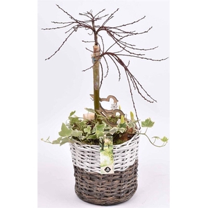 Wilg mand br/wit 20cm