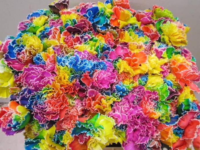 <h4>Di St Tinted Rainbow</h4>