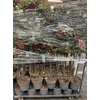 Malus Gorgeus